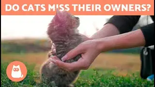 Do CATS MISS Their OWNERS? 🐱 Do They Forget Us?