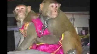 Now Monkey Get Married In India