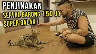 GARONG BANGET !! PENJINAKAN KUCING SERVAL TERGALAK DIMULAI !