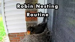 American Robin Nesting Routine - May 5 2022