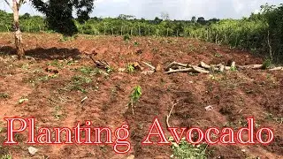 Avocado farm Ep2 - How to Plant Avocado - Farm Vlog 5