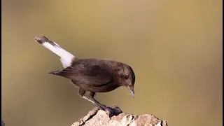Black Wheatear