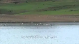 Flock of Bar-headed geese in flight
