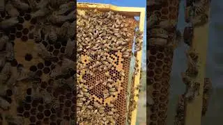 24 ARALIK TARSUS ARININ DURUMU NÜFUS TAZEME DEVAM EDİYOR  | BELFAST