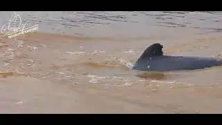 Let's go on a boat to see the Irrawaddy dolphins in Cambodia.