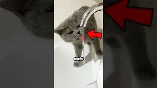 Dogs vs Cats Drinking Water Explained