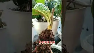 #bonkla kerdil