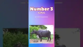 top 5 buffalo breeds in India #buffalofarming #buffalo farm #buffalo