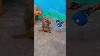 #monkey #shortvideo #monkey #shorts #comedy #viral #video #