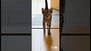マメちゃんミケちゃんが、サバンナキャットの子猫を連れて帰って来た🐆