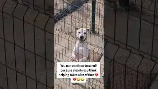 #Repost Our shelter is facing hunger we need $600 to feed the animals! Please