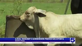 Santa Rosa cattle rancher taking screwworm preventative efforts