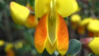 Genista - Litunarhr&iacute;s &iacute; bl&oacute;ma -  Skrautrunni - Sumarbl&oacute;m