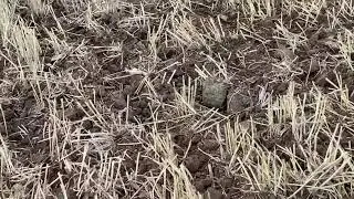 JOHN DALE DRILL STRIP TILL CONVERSION USING JJ METCALFE COULTERS SOWING COVER CROP