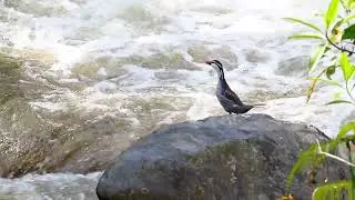 Torrent Duck