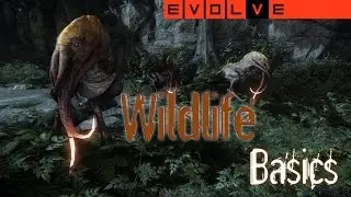 Evolve Guides - Wildlife 101 | Why They Matter To You