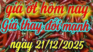 gi&aacute; ớt h&ocirc;m nay ng&agrave;y 21/12/2025