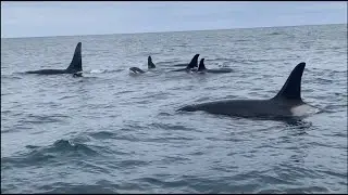 Killer Whales Orcas Close, Closer, and Ohhh!