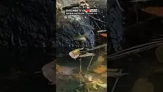 As&iacute; es que se ba&ntilde;an los peque&ntilde;os pajaritos. Miraflor, Estel&iacute;