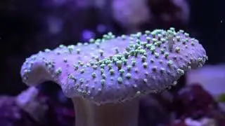 Leather Coral Timelapse Sarcophyton soft coral