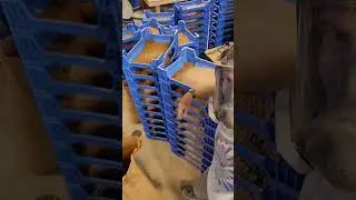 Harvesting mealworms!
