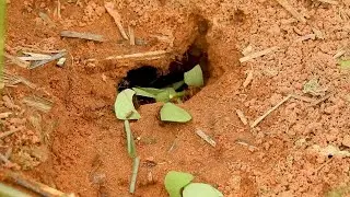 Formiga Sa&uacute;va (Atta spp), Atta leaf-cutting ants, A Rotina no Formigueiro Antes da Esta&ccedil;&atilde;o Inverno.