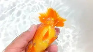 DSCF2030