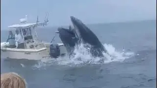 'Never seen anything like this'; Boaters thrown into ocean after whale capsizes vessel