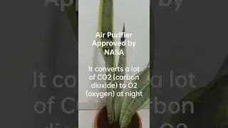 Snake plant | Releases oxygen even at night| indoor plant | rich source of oxygen