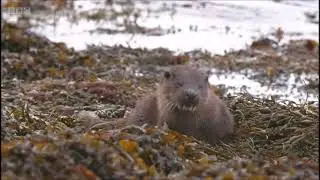 Springwatch 2021 - A remote loch in Argyll