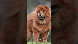 CHOW CHOW El perro con lengua azul que parece un le&oacute;n #shorts