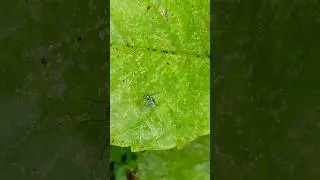 Nature's tiny jewel 💚✨ #MacroPhotography #InsectMacro #GreenFly #LongLeggedFly #NatureCloseUp