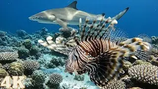 Giant Sharks, Lionfish, Ocean, AI Video