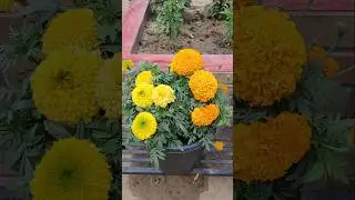 Grow Big Marigold Flowers #marigold #flowers #gardening #urbangardening  #marigoldcare