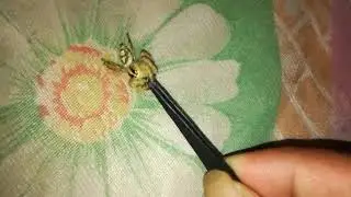 Feeding my jumping spider.. malaysia (hyluss diardi)
