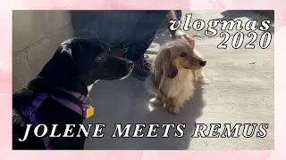 Jolene Meets Remus For The First Time | Vlogmas 2020 | SoundProofLiz