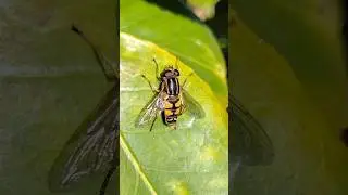 the First Helophilus hoverfly of Spring
