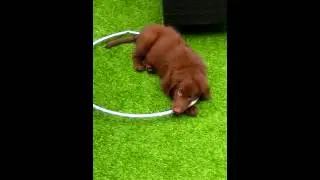 Chase Cameron eating a hula hoop
