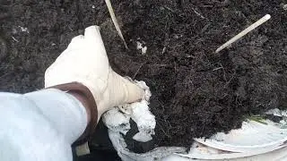 Ugh! Wireworm Infestation