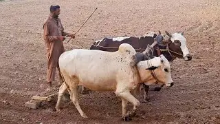 Bull powered deep ploughing | Unseen village life in punjab pakistan | Traditional and old punjab