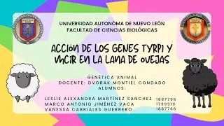 C&aacute;psula informativa - Genes TYRP1 y MC1R en lana de ovejas