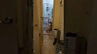 Покупался, ждёт пока пригласят кушать #dogfun #собака