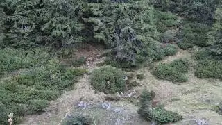 Hare Hunting with Luzerner Laufhund and Petit Bleu de Gascogne