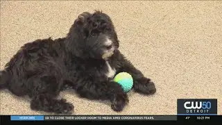 New Emotional Support Dog Will Help American Medical Response Team In Grand Rapids