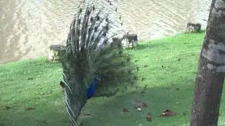 A exibi&ccedil;&atilde;o do pav&atilde;o