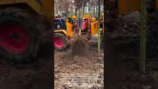 Deep Root Extraction: See How Trees Are Safely Uprooted for Replanting!