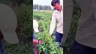 #chilly #farminglife #farmer #farmingsecrets  #farming #agriculture