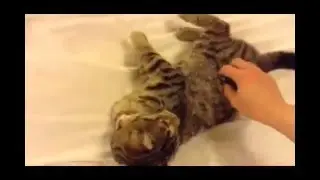 Pierre Pet 02 25