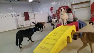 Playtime at Dogs On The Farm & Cats Too!