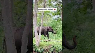 Mother elephant searching for her calf 🐘 #elephant #kabini #tigerreserve #motherelephant #wildlife